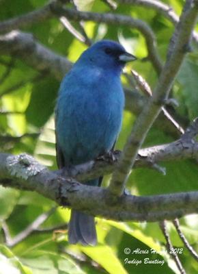 Indigo Bunting are found across Ontario, however, they are shy birds