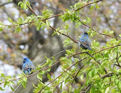 Indigo Buntings