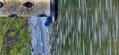 Indigo Bunting at the bird feeder, May 2026