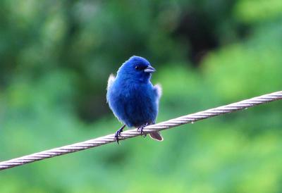 Indigo Bunting on a wire