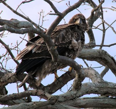 Golden Eagle?