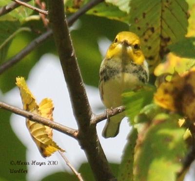 Mystery Bird