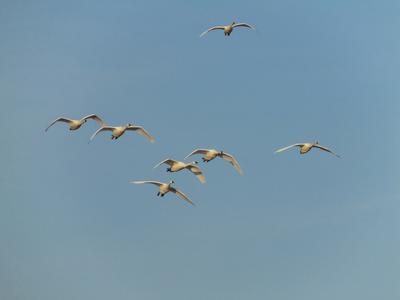 Tundra Swans flying overhead