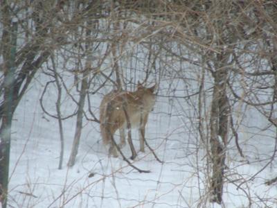 Curious Coyote is moving on