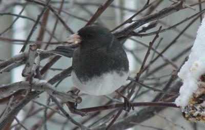 JUNCO