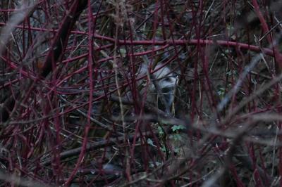 Possum in Waterloo, Ontario