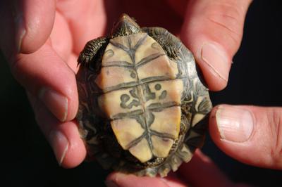 Plastron view