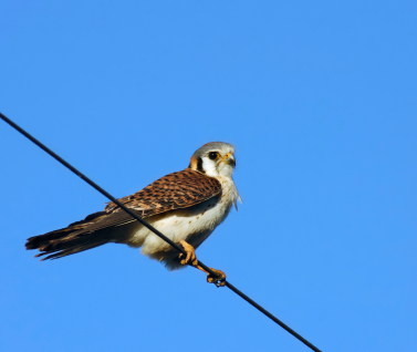 Kestrel on a wire