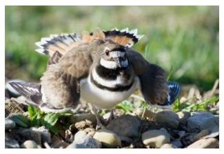 parent killdeer on the nest - le pluvier