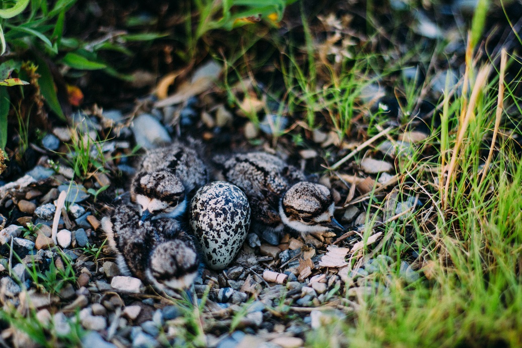 Killdeer nest with one egg and three chicks