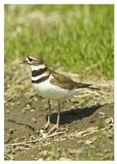 Adult Killdeer - le pluvier with a background of grass and soil