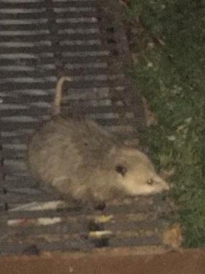 Toronto Possum