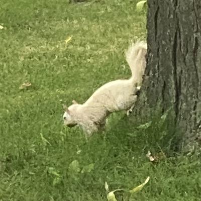 White Squirrel in Lakeshore Ontario