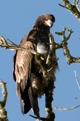 Juvenile Bald Eagle