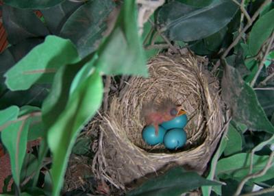 The first one hatched!