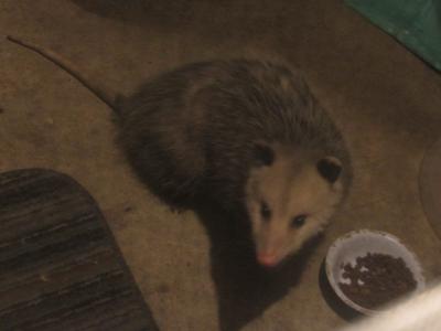 Our Possum visitor
