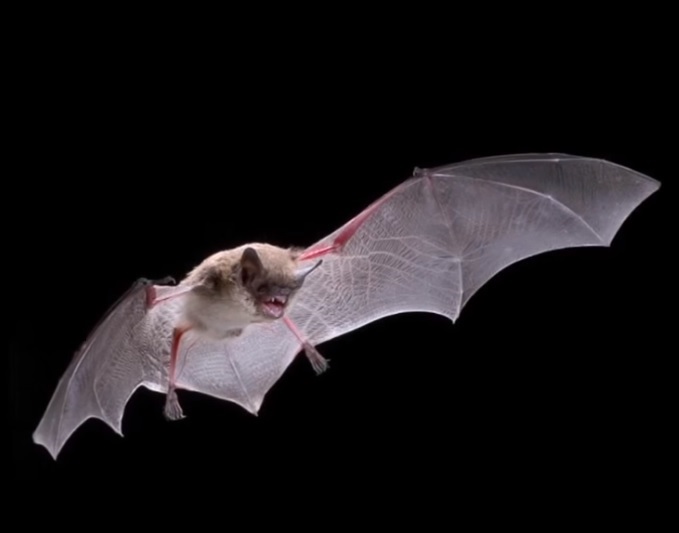 Little Brown Bat in flight against a black background