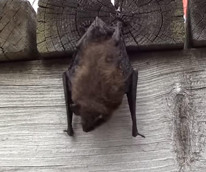 Little brown bat in the day time hanging from a wooden deck