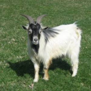 african pygmy goat buck