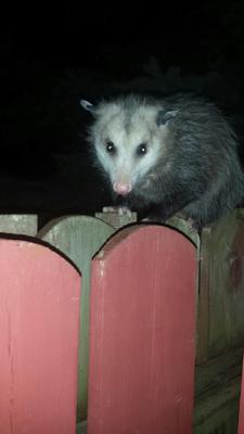 London Possum