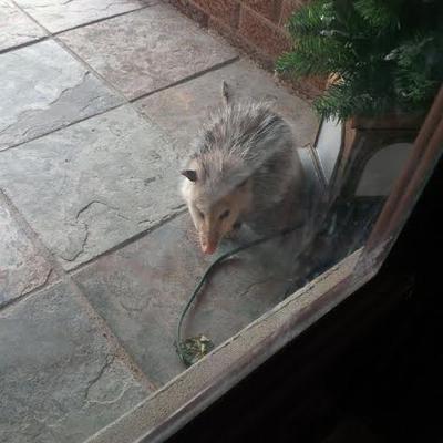 Opossum through the window in Kitchener