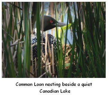 Le Houard et nid, a Loon or Great Northern Diver on its nest in the reeds beside the lake, Canada