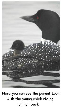 Le Houard avec huard petit parent loon with baby on his back, great northern diver