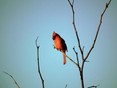 Early Morning Cardinal