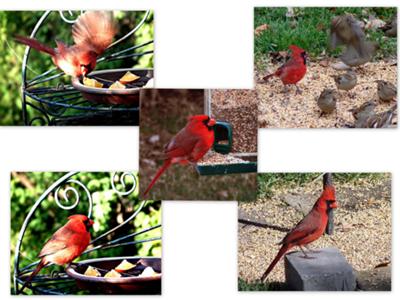 Lots of Cardinals