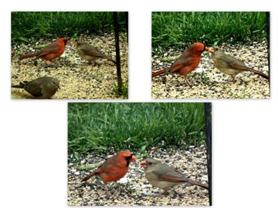 Cardinals in Love