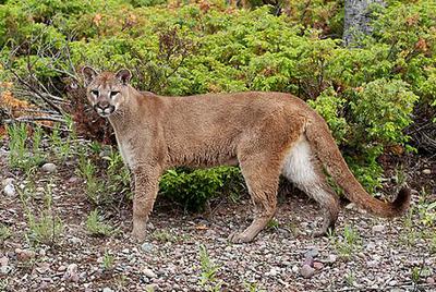 This is a Cougar - could this be what you saw?
