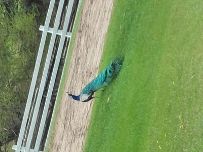 Peacock in Harmon Ontario