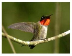 Male Ruby-throated hummingbird on a branch with wings outstretched