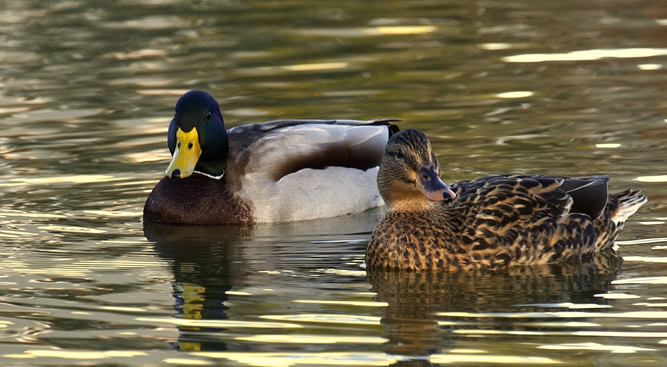 Pair of mallard ducks on lake