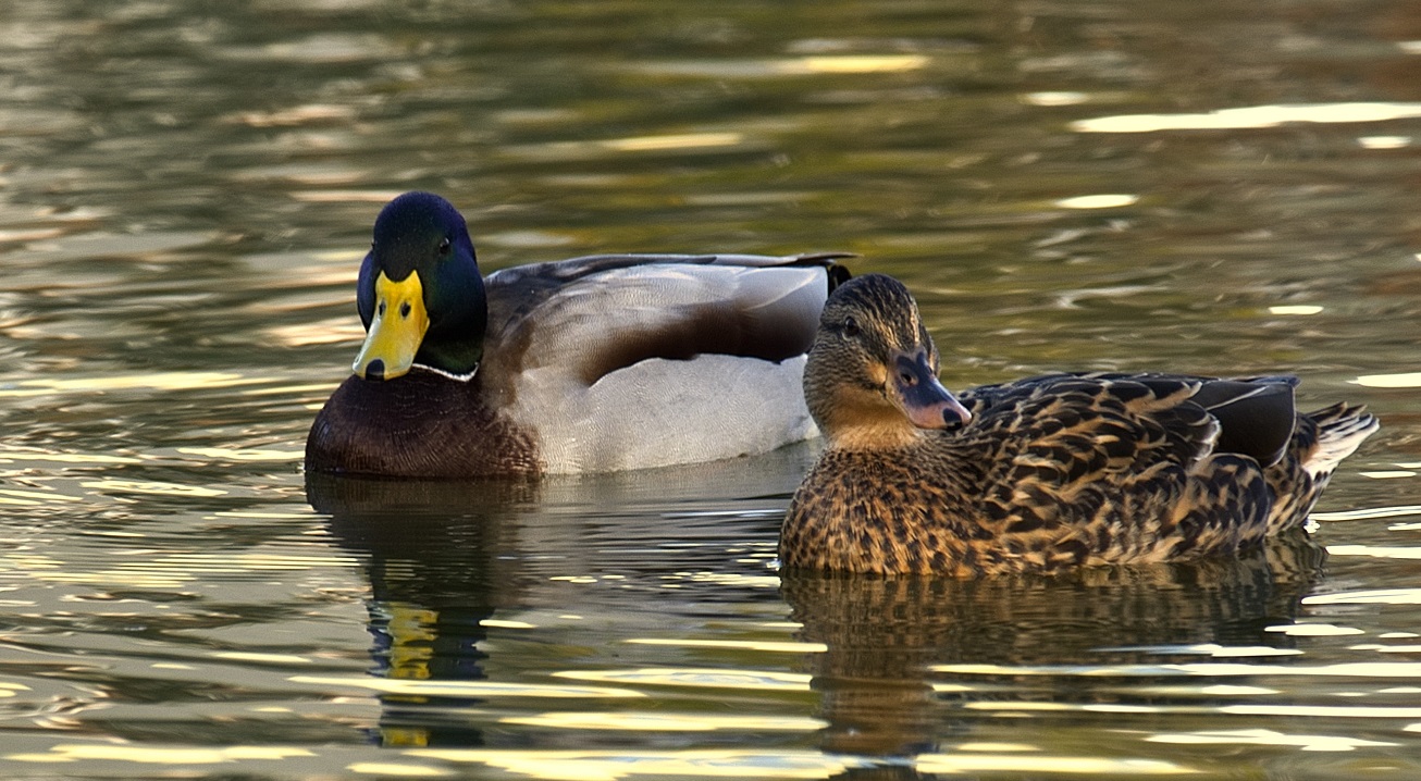 Mallard duck - common in Southern Ontario, native to Canada