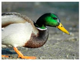 Male Mallard Drake showing iridescent green neck plumage feathers