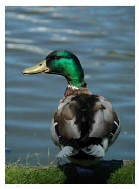 Male Mallard Duck, showing iridescent plumage standing on grass beside water