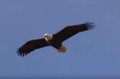 Soaring Bald Eagle