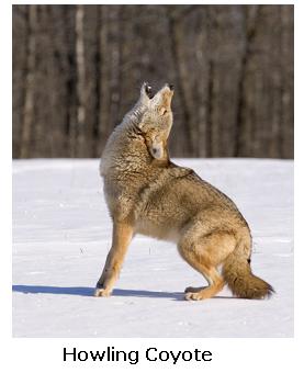 Howling Coyote