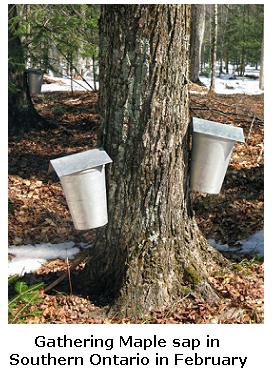 Production of Maple Syrup