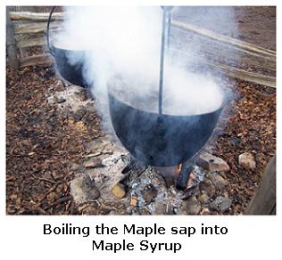 Maple syrup production