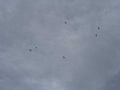 A Kettle of Migrating Turkey Vultures