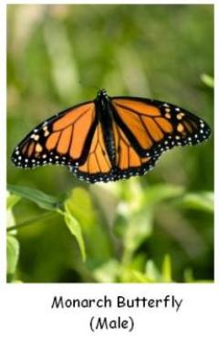 Male Monarch Butterfly showing black and orange colours