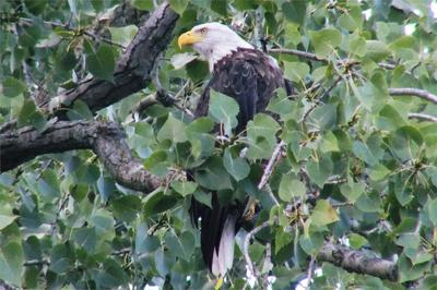 Bald Eagle looking at us