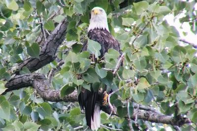 Bald Eagle in a majestic pose