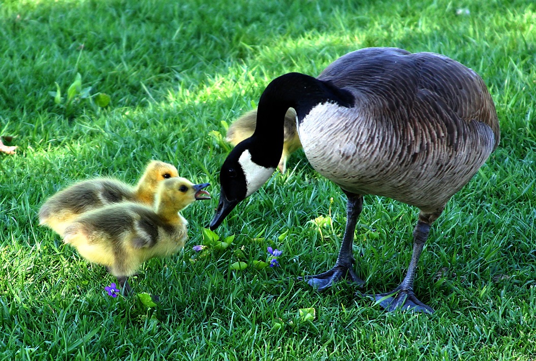 Parent Canada Goose with two young goslings