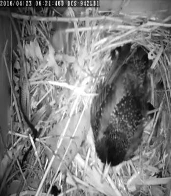 Mom sitting on nest