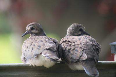 Mourning Doves