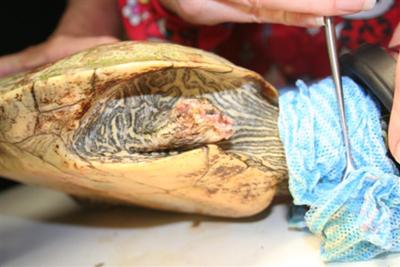 Limb was sutured then close with tissue glue