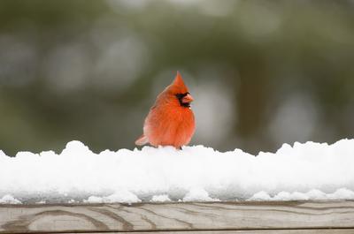 Cardinal on snow covered rail